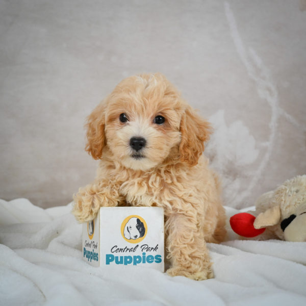 F1 Maltipoo Puppy for Sale
