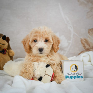 F1 Maltipoo Puppy for Sale