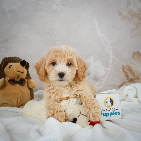F1 Maltipoo Puppy for Sale
