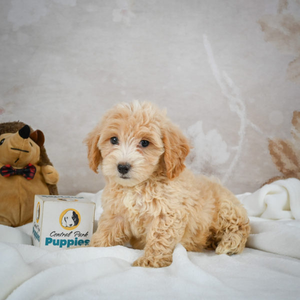 F1 Maltipoo Puppy for Sale