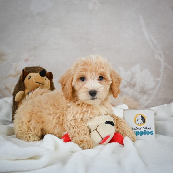 F1 Maltipoo Puppy for Sale