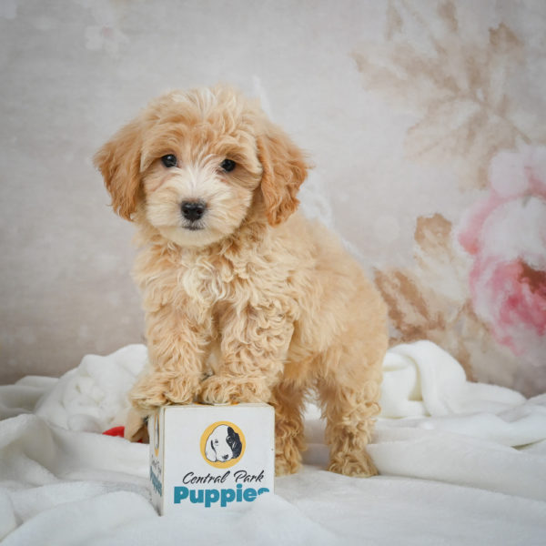 F1 Maltipoo Puppy for Sale