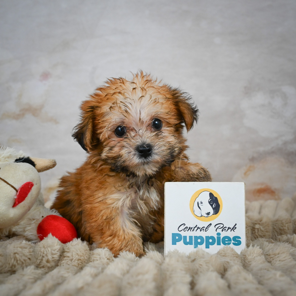 F1 Morkie Puppy for Sale in NYC
