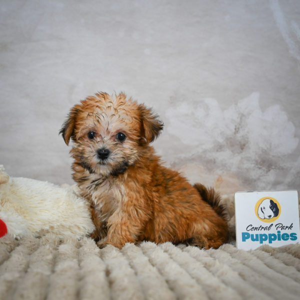 F1 Morkie Puppy for Sale