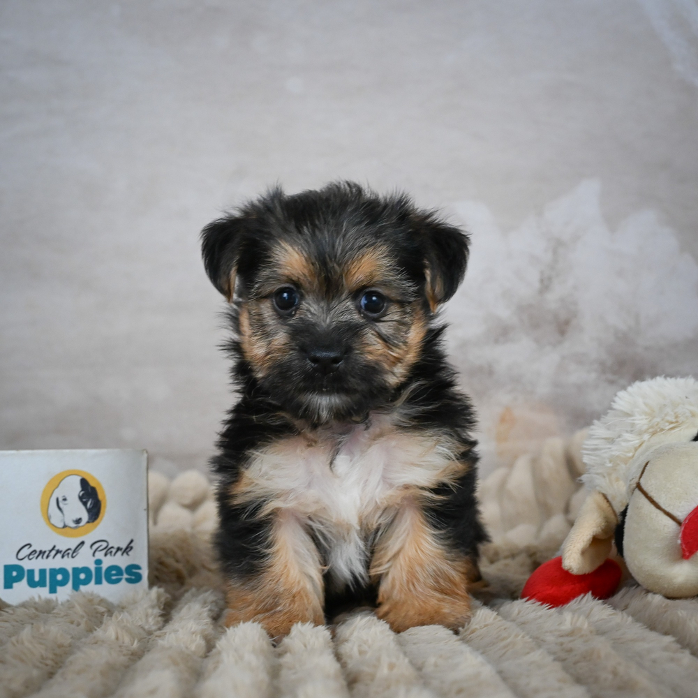 F1 Morkie Puppy for Sale in NYC