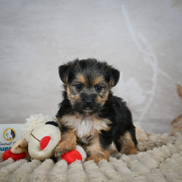 F1 Morkie Puppy for Sale