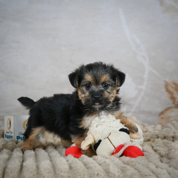 F1 Morkie Puppy for Sale