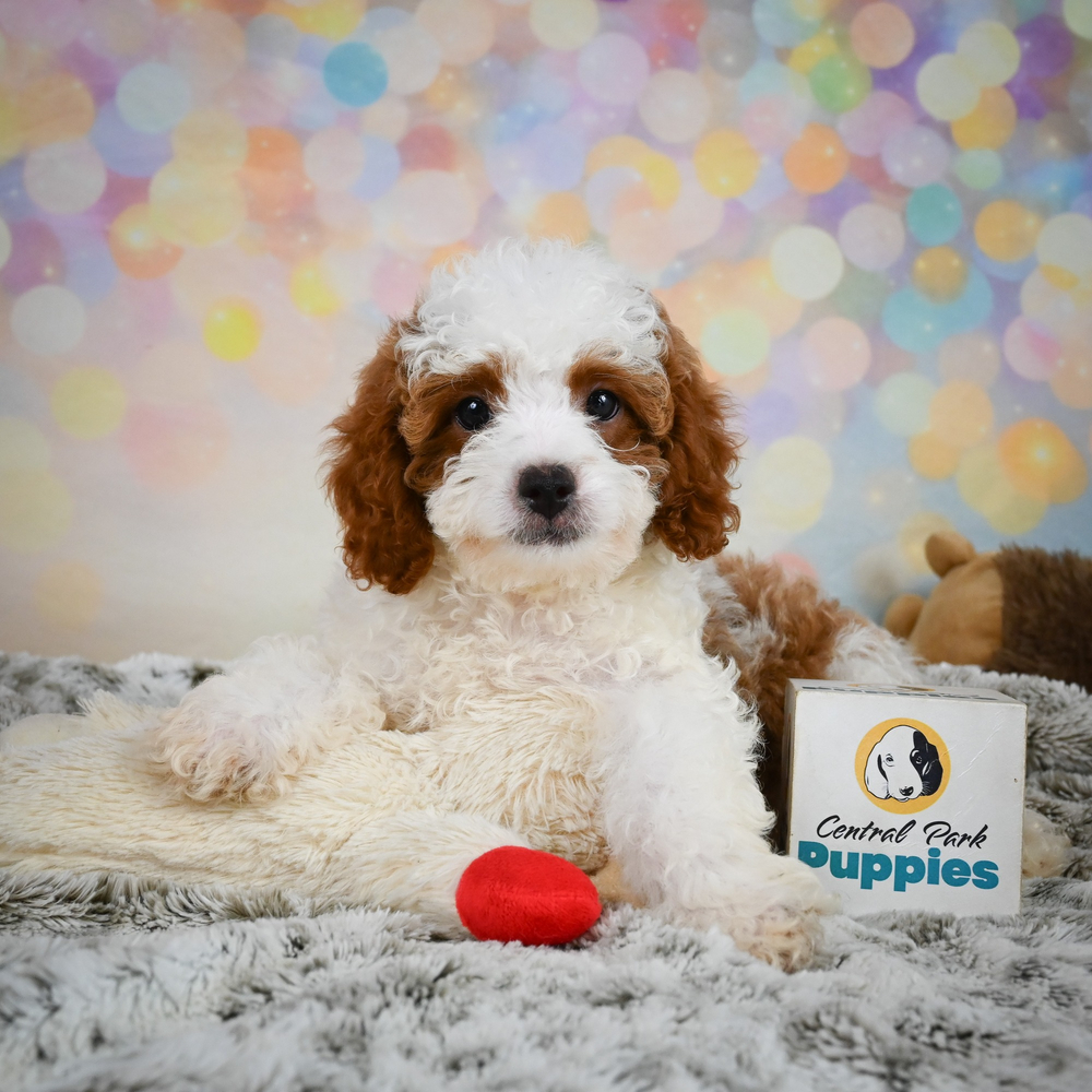 F1b Cavapoo Puppy for Sale in NYC