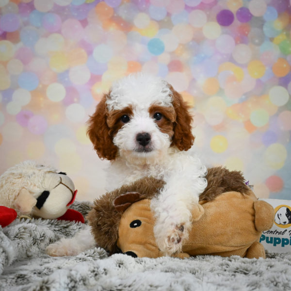 F1b Cavapoo Puppy for Sale