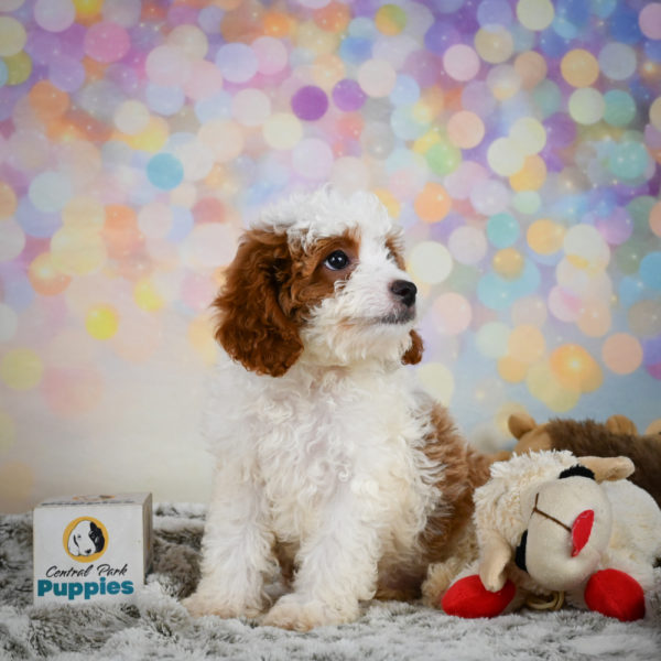 F1b Cavapoo Puppy for Sale