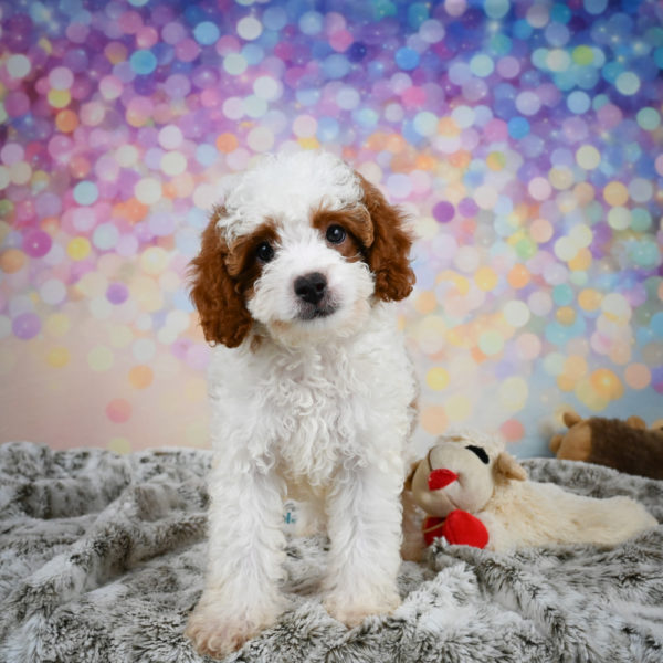 F1b Cavapoo Puppy for Sale