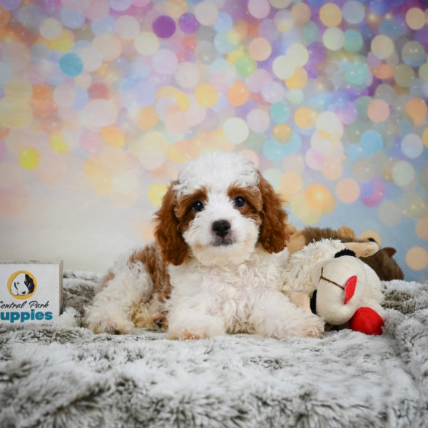 F1b Cavapoo Puppy for Sale