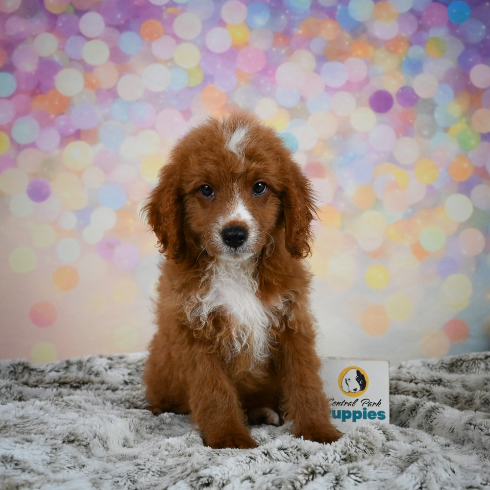 F1b Cavapoo Puppy for Sale in NYC