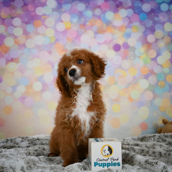 F1b Cavapoo Puppy for Sale