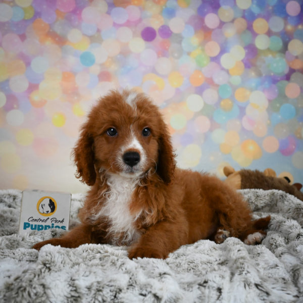 F1b Cavapoo Puppy for Sale