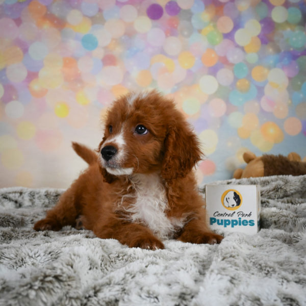 F1b Cavapoo Puppy for Sale