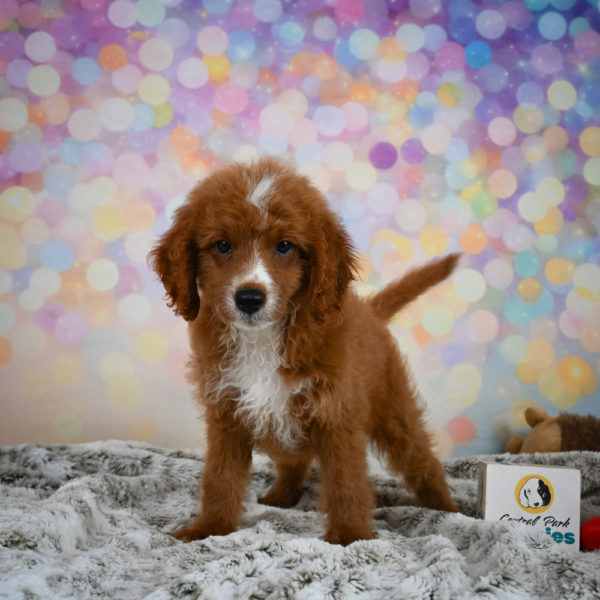 F1b Cavapoo Puppy for Sale
