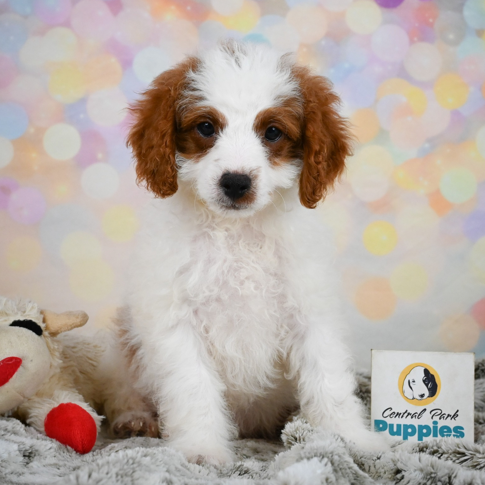 F1b Cavapoo Puppy for Sale in NYC