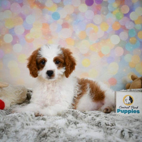 F1b Cavapoo Puppy for Sale