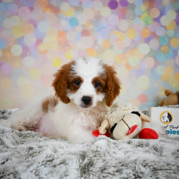 F1b Cavapoo Puppy for Sale