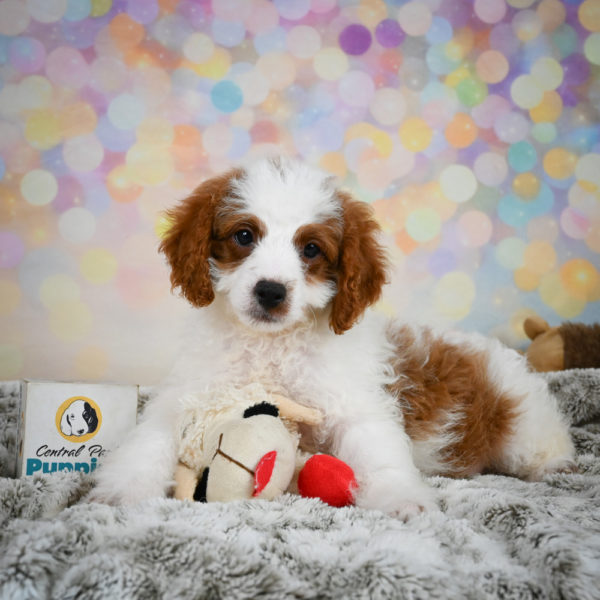 F1b Cavapoo Puppy for Sale