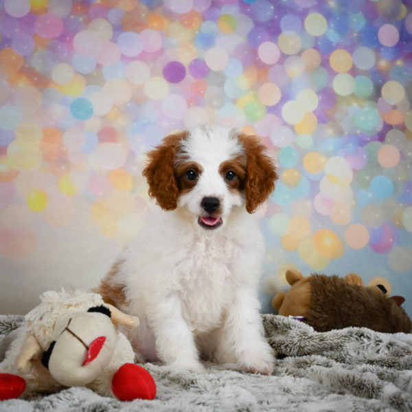 F1b Cavapoo Puppy for Sale