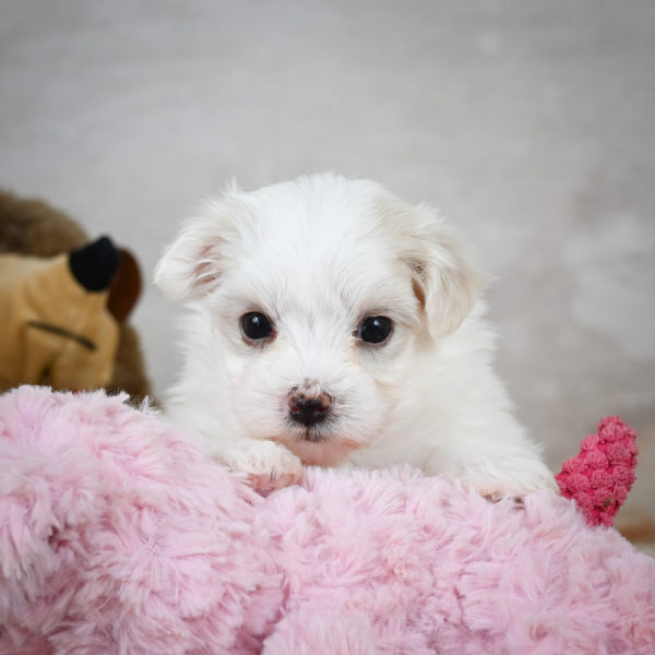 Maltese Puppy for Sale