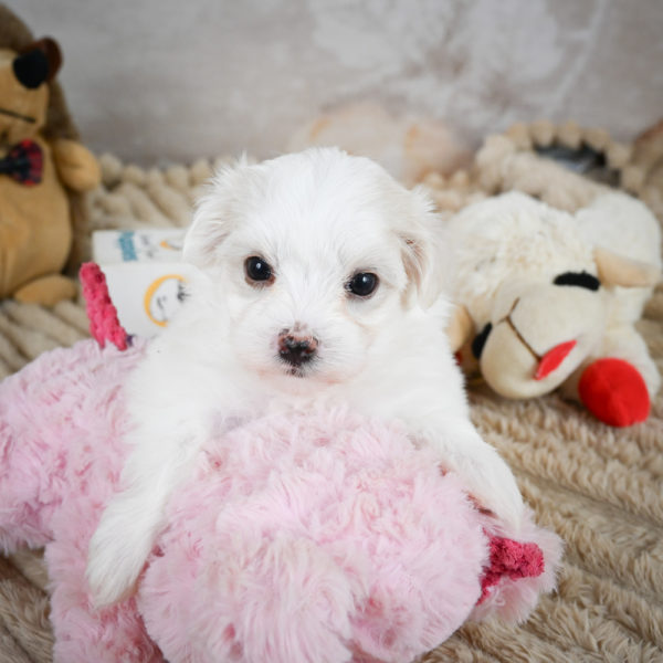 Maltese Puppy for Sale