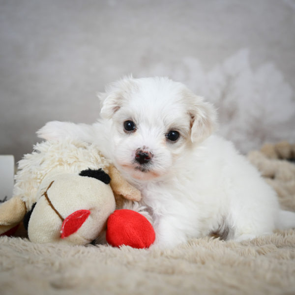 Maltese Puppy for Sale