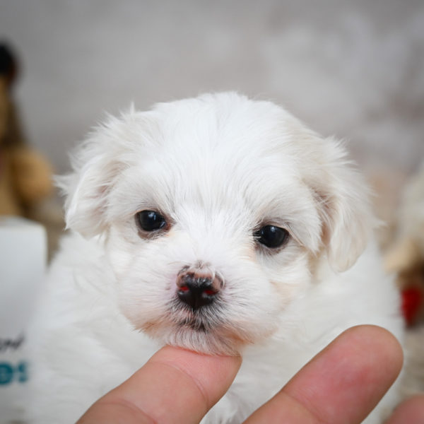 Maltese Puppy for Sale