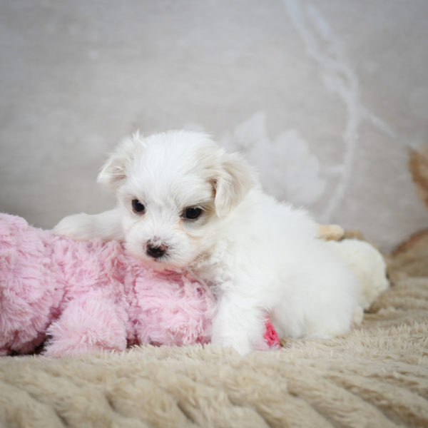 Maltese Puppy for Sale