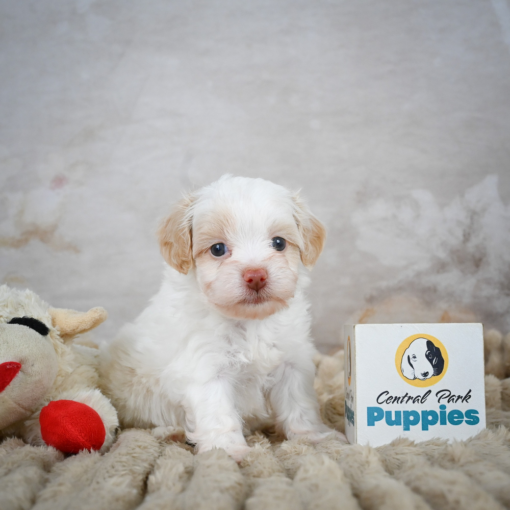 F1 Maltipoo Puppy for Sale in NYC