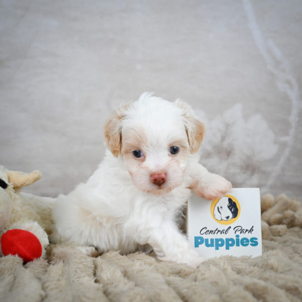 F1 Maltipoo Puppy for Sale