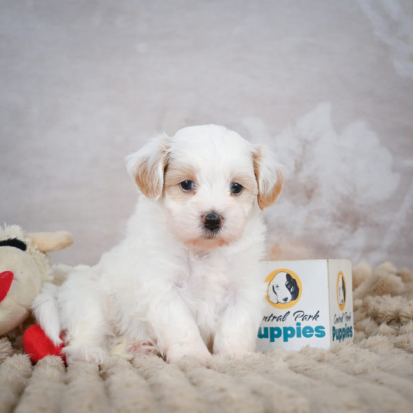 F1 Maltipoo Puppy for Sale