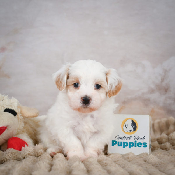F1 Maltipoo Puppy for Sale