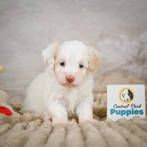 F1 Maltipoo Puppy for Sale