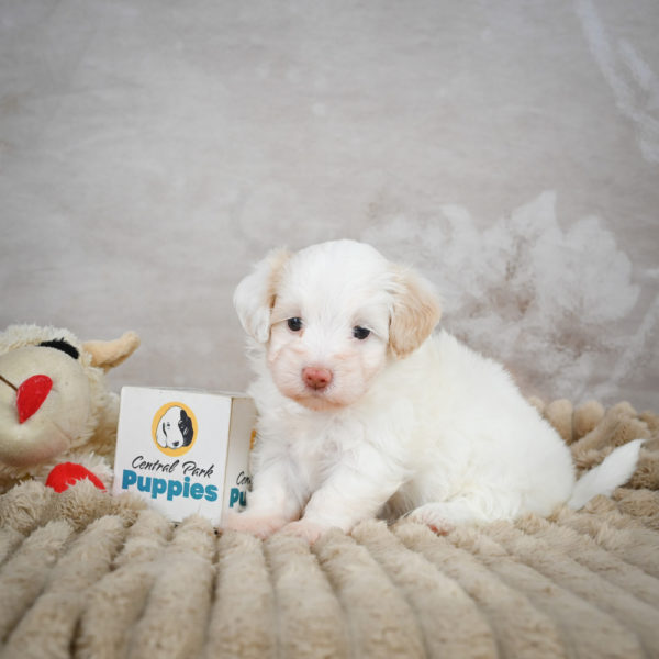 F1 Maltipoo Puppy for Sale