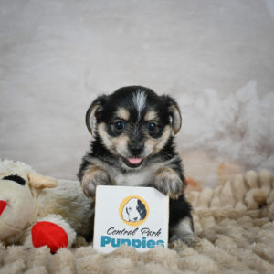 F1 Morkie Puppy for Sale