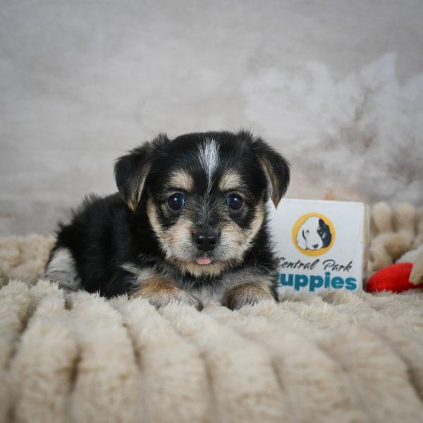F1 Morkie Puppy for Sale