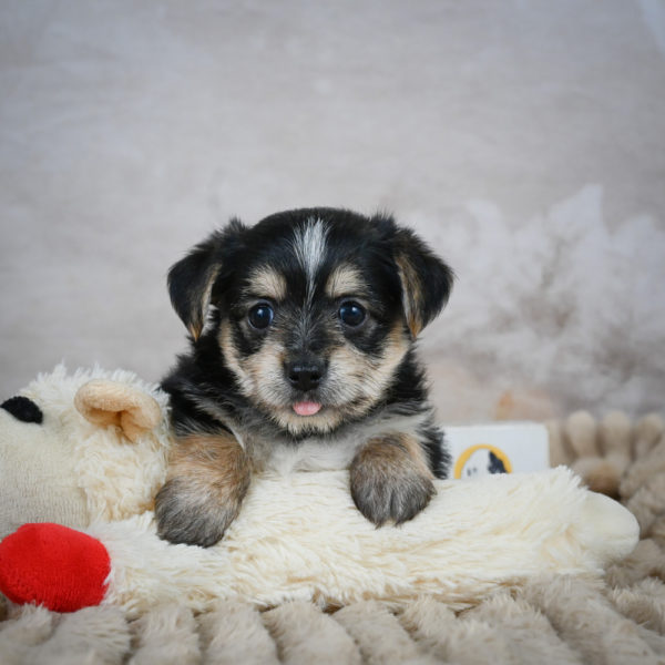 F1 Morkie Puppy for Sale