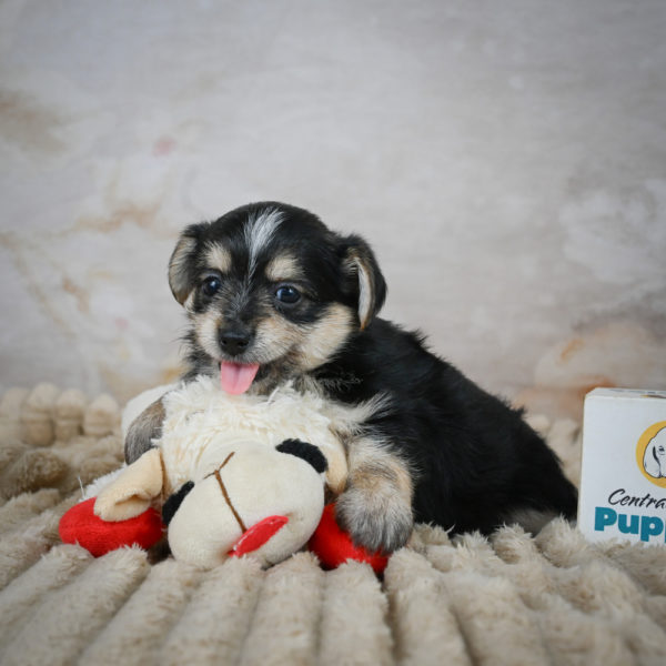 F1 Morkie Puppy for Sale