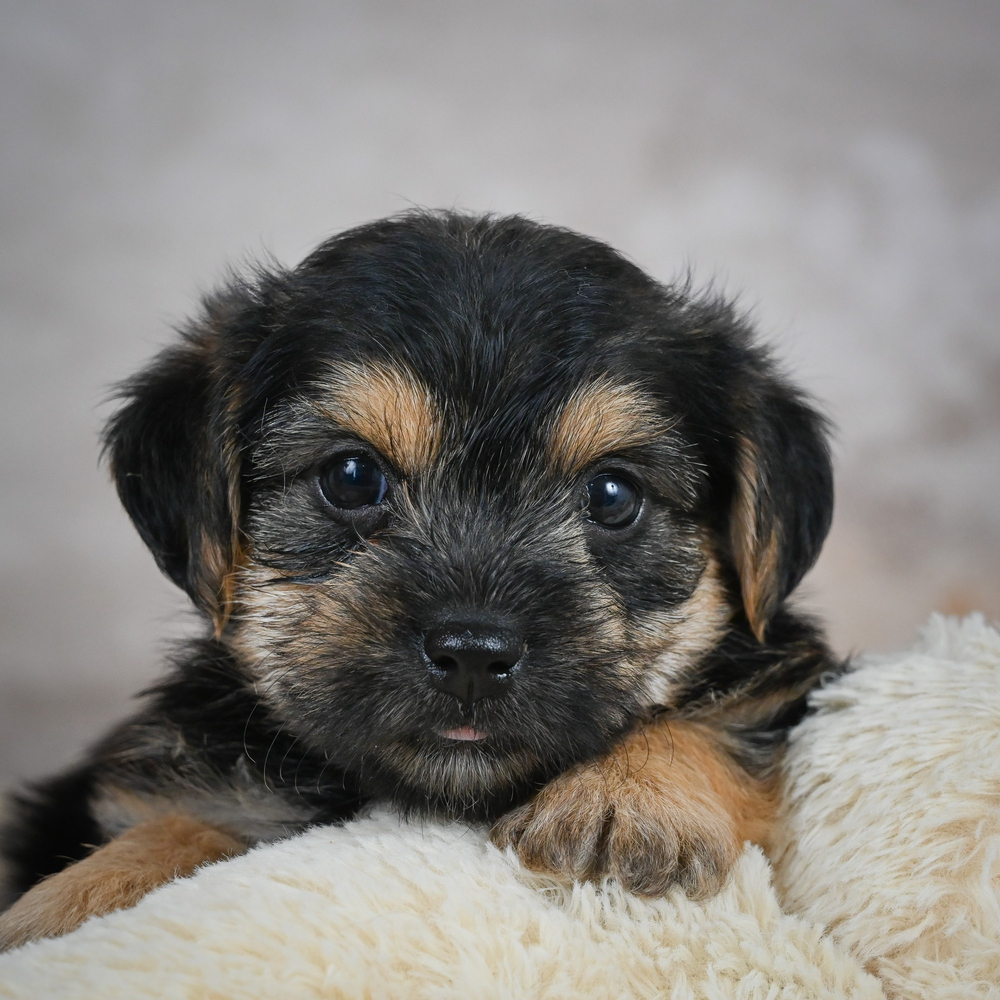 F1 Morkie Puppy for Sale in NYC