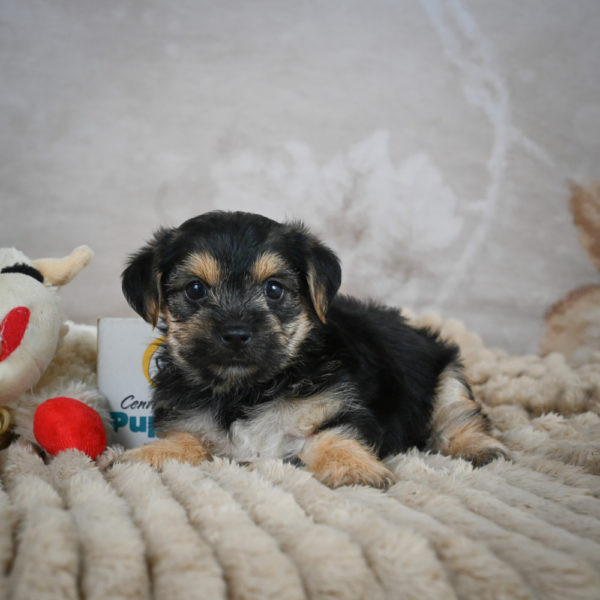 F1 Morkie Puppy for Sale
