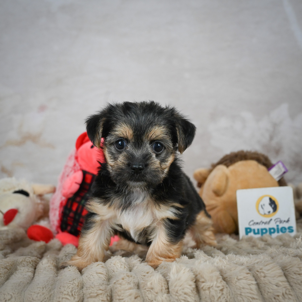 F1 Morkie Puppy for Sale in NYC