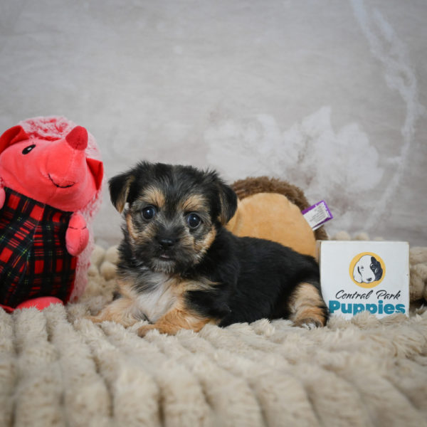 F1 Morkie Puppy for Sale