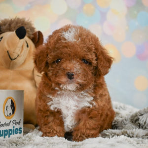 Toy Poodle Puppy for Sale
