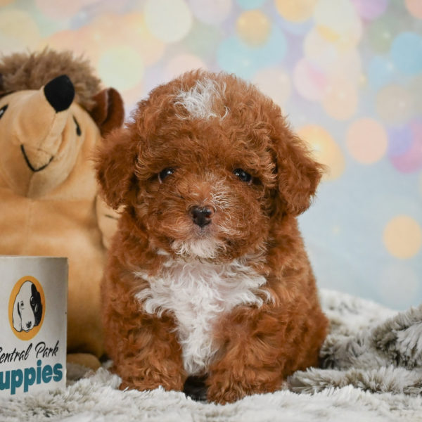 Toy Poodle Puppy for Sale