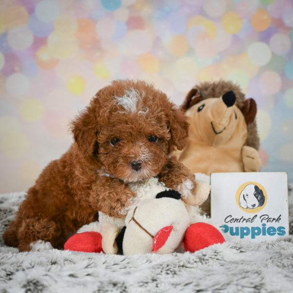 Toy Poodle Puppy for Sale