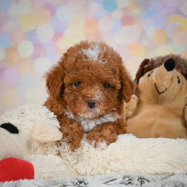 Toy Poodle Puppy for Sale