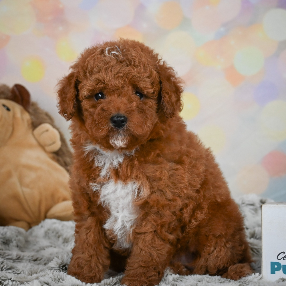 Toy Poodle Puppy for Sale in NYC